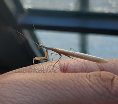 Bistanta mexicana