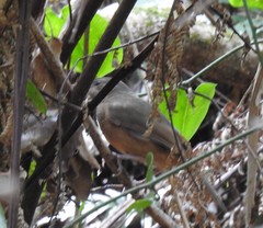 Colluricincla rufogaster rufogaster