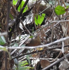 Colluricincla rufogaster rufogaster