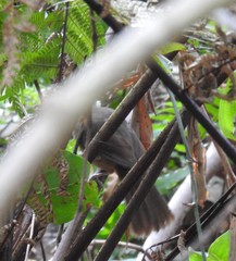 Colluricincla rufogaster rufogaster