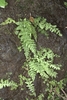 Diaphanous Bladder-Fern - Photo (c) Ashley Basil, some rights reserved (CC BY)