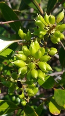 Weinmannia