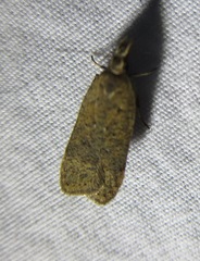 Dichomeris ventrellus