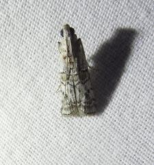 Zamagiria australella