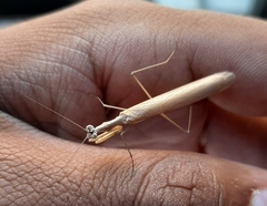 Bistanta mexicana