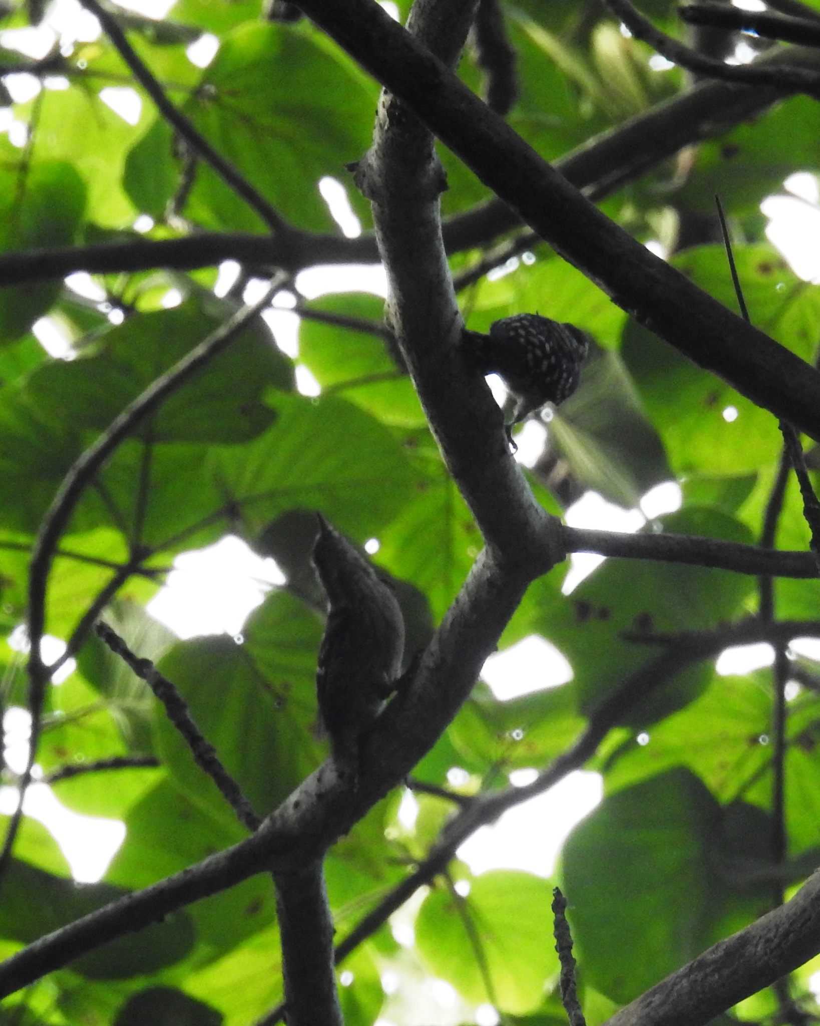 Brown-capped Pygmy Woodpecker