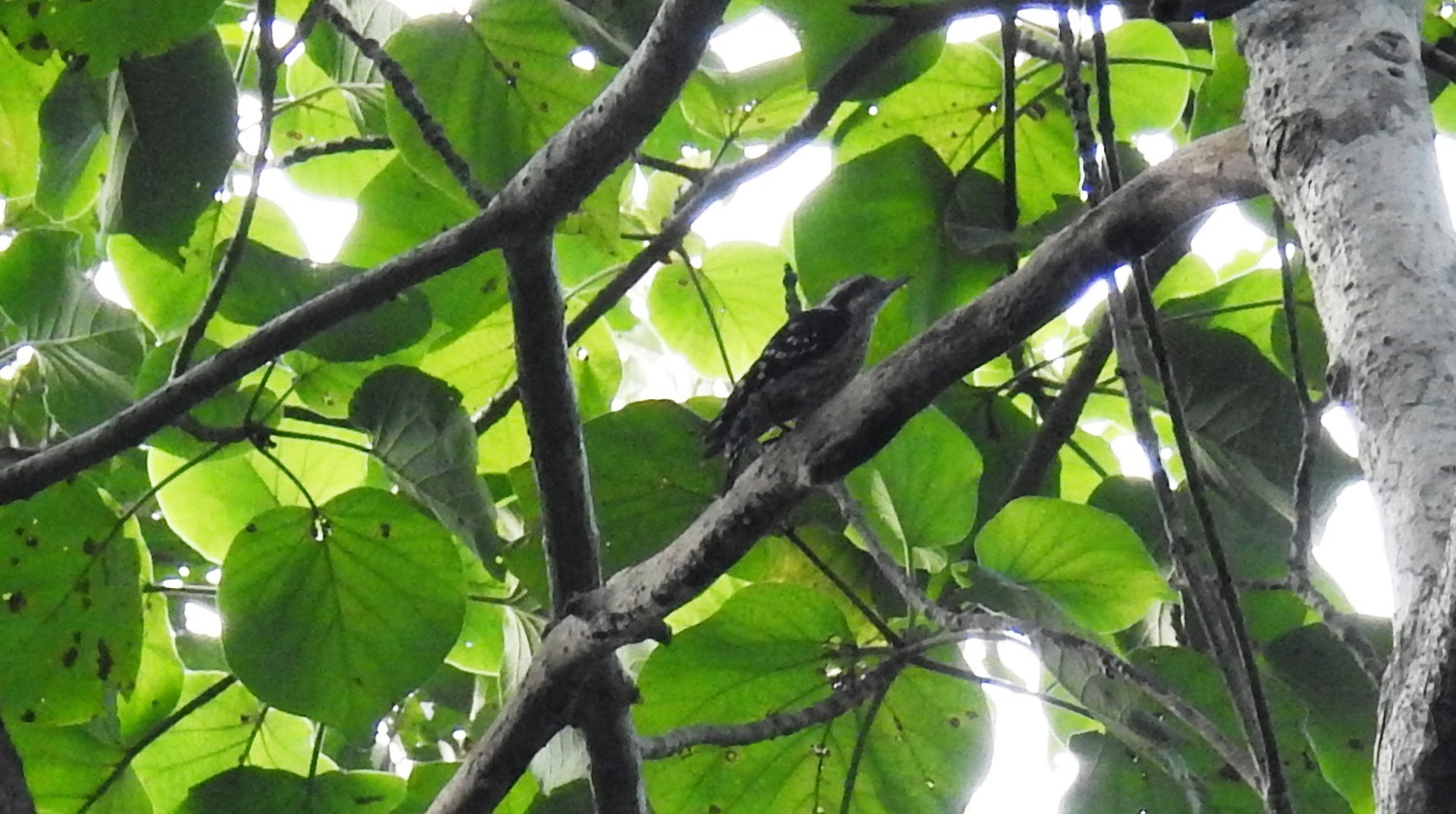 Brown-capped Pygmy Woodpecker