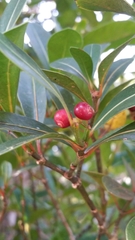 Psychotria