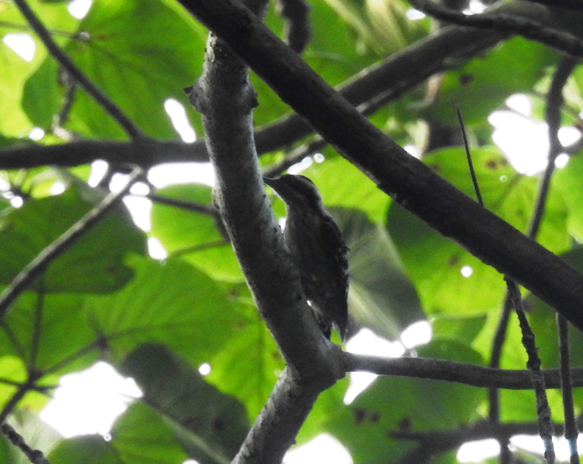 Brown-capped Pygmy Woodpecker