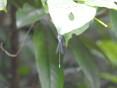 Caconeura