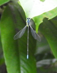 Caconeura