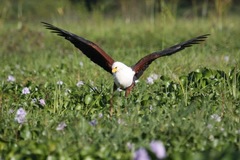 Haliaeetus vocifer