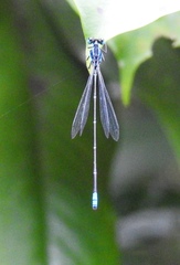Caconeura