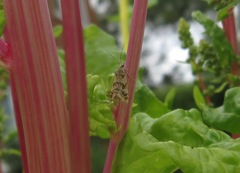 Glaucocharis helioctypa