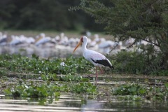 Mycteria ibis