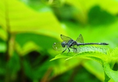 Hylaeothemis apicalis