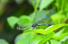 Hylaeothemis apicalis