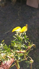 Crotalaria
