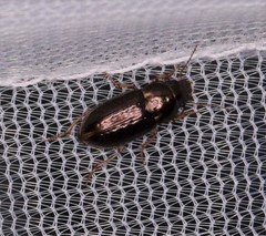 Selenophorus