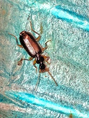 Dromius
