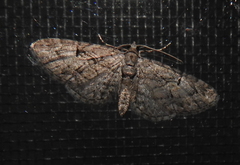 Eupithecia interruptofasciata