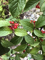 Cotoneaster rehderi