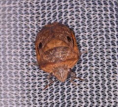 Diolcus chrysorrhoeus