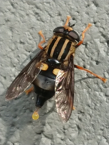 Three-lined Hover Fly photo 2