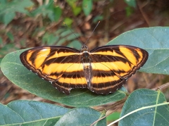 Athyma nefte subrata