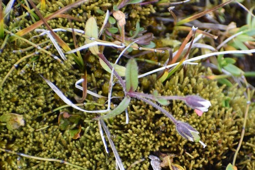 Image of Cerastium beeringianum by (c) Syd Cannings, some rights reserved (CC BY)