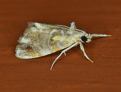 Glaphyria basiflavalis