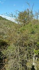 Terminalia