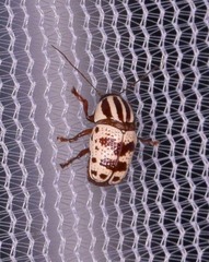 Cryptocephalus leucomelas