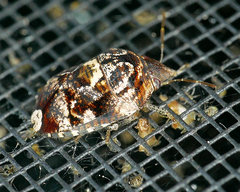 Stethaulax marmorata