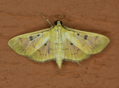 Lygropia tripunctata