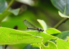 Chlorocyphidae