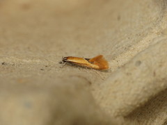 Batia lunaris