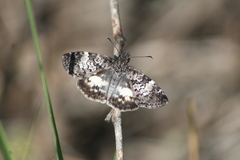 Chiomara georgina georgina