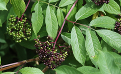 Sambucus racemosa melanocarpa