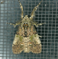 Dasychira meridionalis