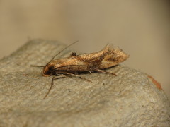 Epermenia illigerella