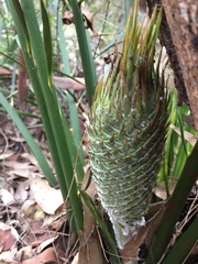 Macrozamia communis
