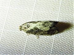 Cydia lacustrina