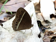 Mycalesis horsfieldi