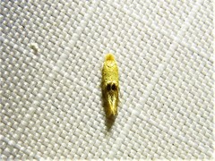 Bucculatrix coronatella