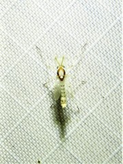 Coelotanypus concinnus