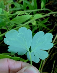 Phytomyza minuscula group