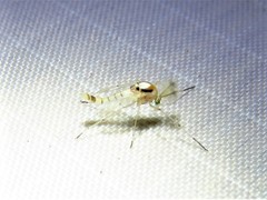 Coelotanypus concinnus