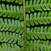Dryopteris affinis - Photo (c) Nicholas Turland, μερικά δικαιώματα διατηρούνται (CC BY-NC-ND)
