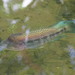 Parachromis dovii - Photo (c) alcedo77，保留部份權利CC BY-NC